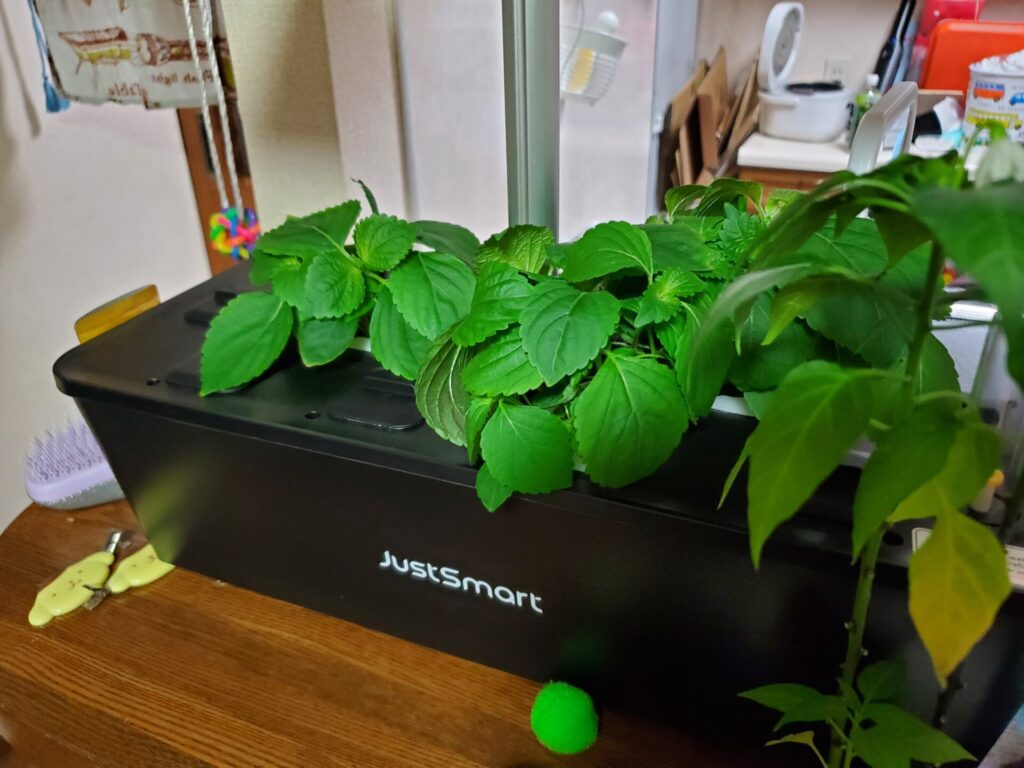 【育児の救世主】JustSmart 水耕栽培キット栽培日記67日目|大葉セカンドシーズンと唐辛子の花