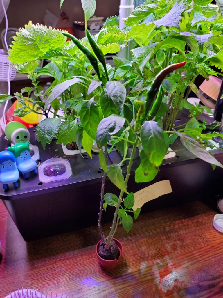 400円のガシャポンで買った鷹の爪(唐辛子)がついに実りました!